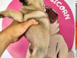 Pugmops Bebeklerim