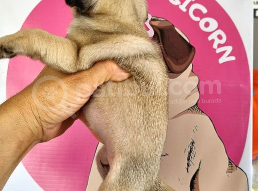 Pugmops Bebeklerim görsel