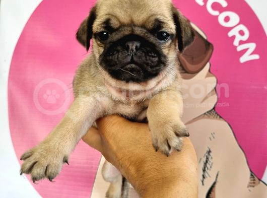 Pugmops Bebeklerim görsel
