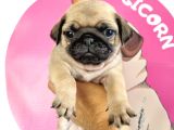 Pugmops Bebeklerim