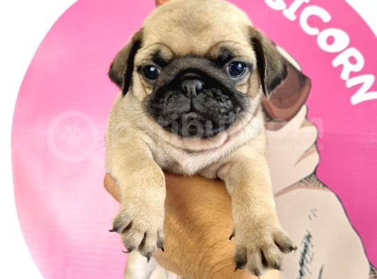 Pugmops Bebeklerim görsel