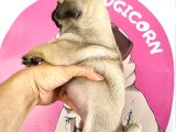 Pugmops Bebeklerim