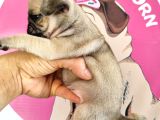 Pugmops Bebeklerim
