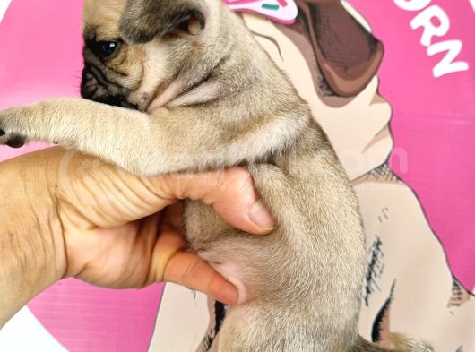 Pugmops Bebeklerim görsel