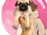 Pugmops Bebeklerim