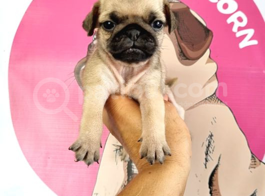 Pugmops Bebeklerim görsel
