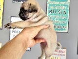 Pugmops bebeklerim
