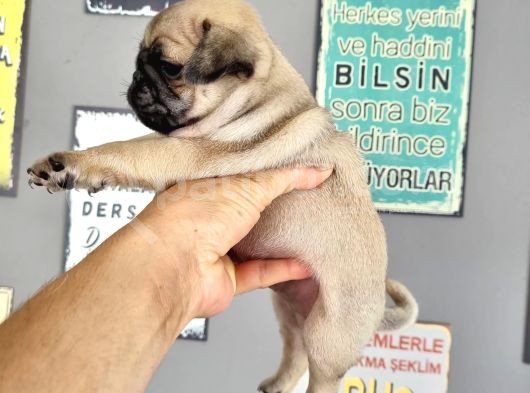 Pugmops Bebeklerim