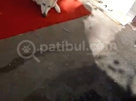 Ev Doğumlu Orjinal Safkan Beyaz Alman Kurdu Yavrular görsel