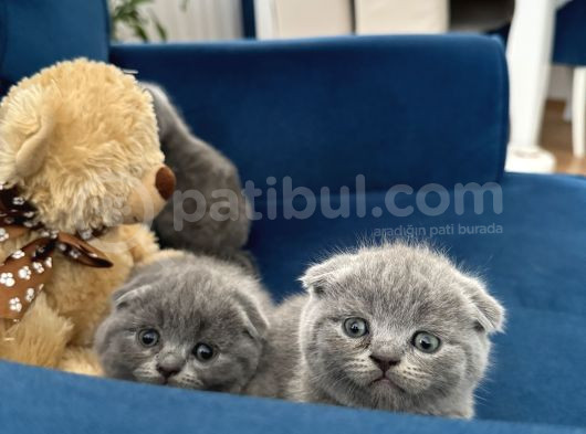 Güzel Yüzlü Bebekler