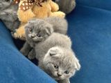 Güzel Yüzlü Bebekler