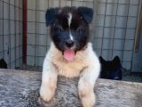 Amerikan Akita Yavru