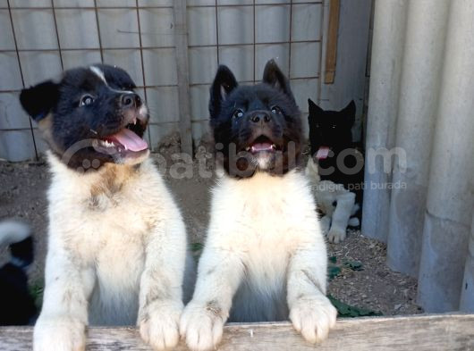 Amerikan Akita Yavru görsel