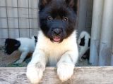 Amerikan Akita Yavru