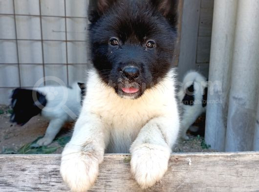 Amerikan Akita Yavru görsel