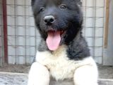 Amerikan Akita Yavru