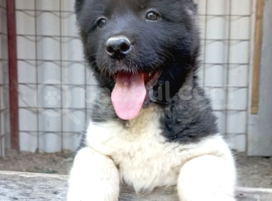 Amerikan Akita Yavru
