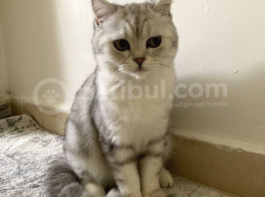 Çok Tatlı Aile Kedisi görsel