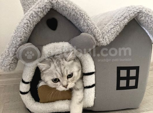 Çok Tatlı Aile Kedisi görsel