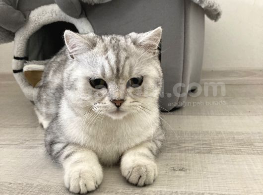 Çok Tatlı Aile Kedisi