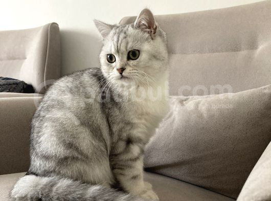 Çok Tatlı Aile Kedisi görsel