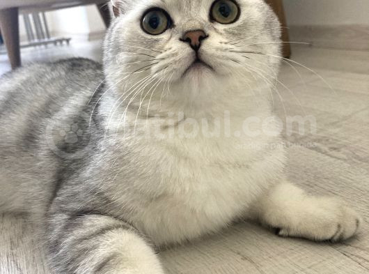 Çok Tatlı Aile Kedisi görsel