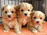 Sevimli tüy dökmeyen 0 boy mini puppy yavrular MALTİPO SAF K