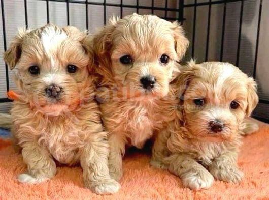 Sevimli Tüy Dökmeyen 0 Boy Mini Puppy Yavrular Malti̇po Saf K