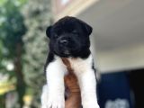 Ameri̇kan Aki̇ta Bebekler