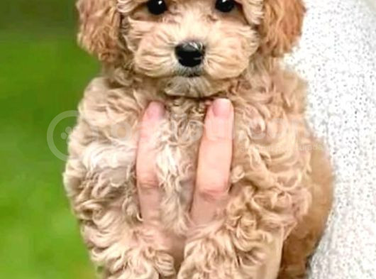 Sevimli Tüy Dökmeyen 0 Boy Mini Puppy Yavrular Malti̇po Saf K görsel