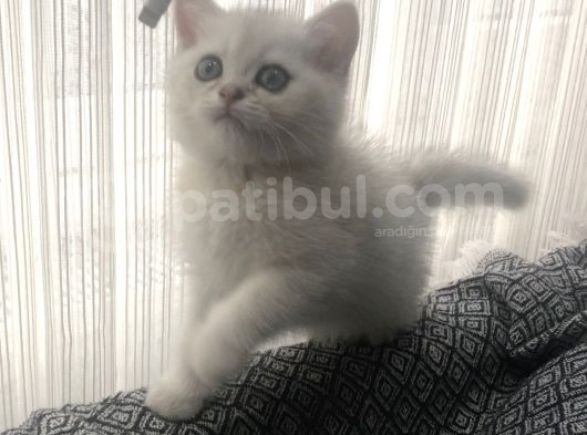 Silver Shorthair Erkek Kaldı