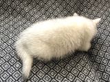 Silver Shorthair Erkek Kaldı
