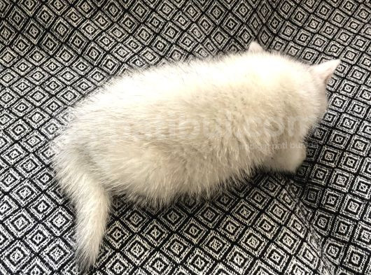 Silver Shorthair Erkek Kaldı görsel