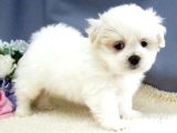 Sevimli tüy dökmeyen 0 boy mini puppy yavrular MALTESSE 