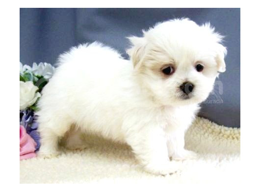 Sevimli Tüy Dökmeyen 0 Boy Mini Puppy Yavrular Maltesse 