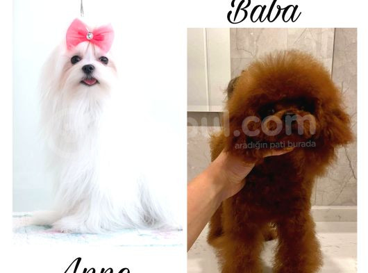Mini Mini Maltipoo Bebekler görsel