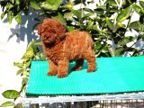 Toy Poodle Yavrular