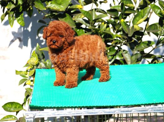 Toy Poodle Yavrular görsel
