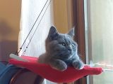 British Shorthair Di̇şi̇ Çok Güzel