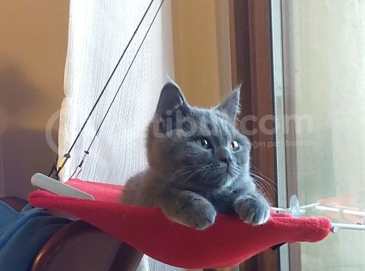 British Shorthair Di̇şi̇ Çok Güzel görsel