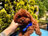 Red Brown Dişi Erkek Toy Poodle Yavrularımız