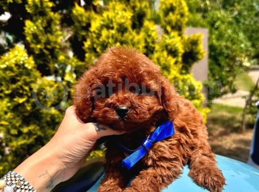Red Brown Dişi Erkek Toy Poodle Yavrularımız görsel