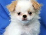 Mini Puppy Boy Kar Beyaz Maltesse Terri̇er Sevi̇mli̇ Yavrular 
