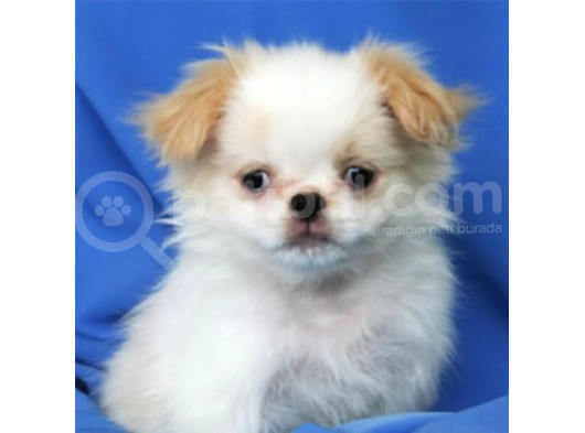 Mini Puppy Boy Kar Beyaz Maltesse Terri̇er Sevi̇mli̇ Yavrular  görsel