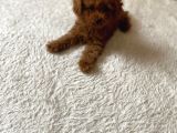 Aşılı Eğitimli Toy Poodle Yavrular