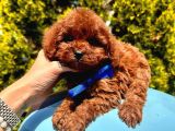 Red Brown Dişi Erkek Toy Poodle Yavrularımız