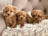Mini Boy Puppy Kıpkırmızı Ev Üretimi Yavrularımız Tooy Poodl
