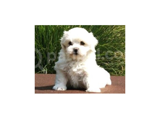 Mini Puppy Boy Kar Beyaz Maltesse Terri̇er Sevi̇mli̇ Yavrular 