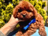 red Brown dişi erkek toy poodle yavrularımız