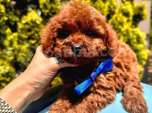 Red Brown Dişi Erkek Toy Poodle Yavrularımız